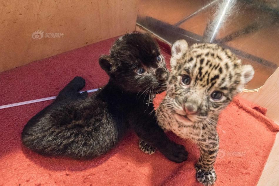 歌盡桃花txt百度云