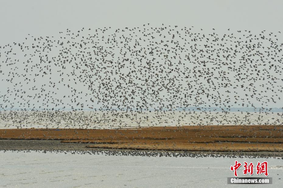 竹馬澆灌日常梅子糖知然