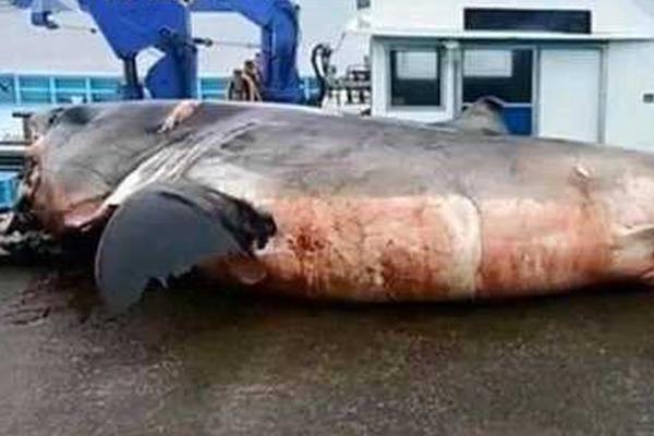 沼澤by獨角獸txt