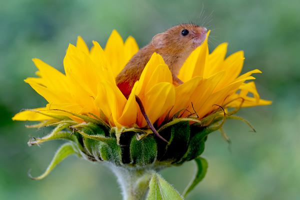 忠犬爸爸by免費閱讀全文