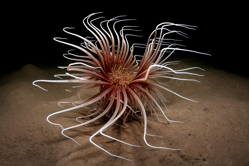 《末世生存法則(np)》一坨薯餅