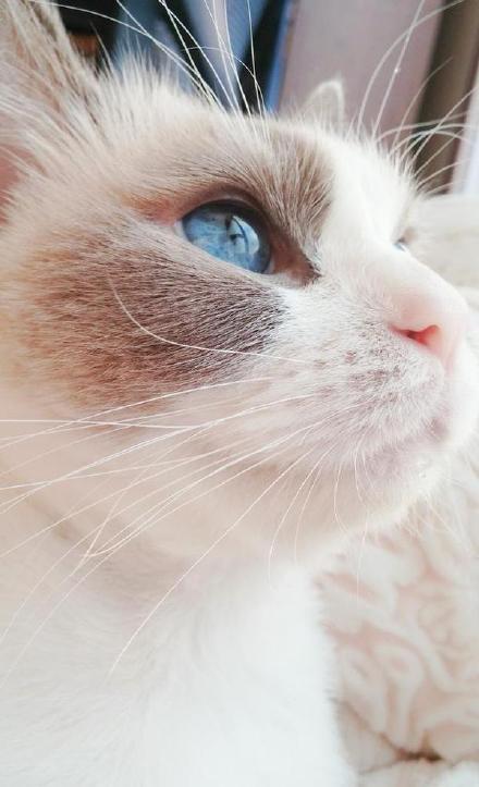 玉闕藏嬌永寧筆趣閣