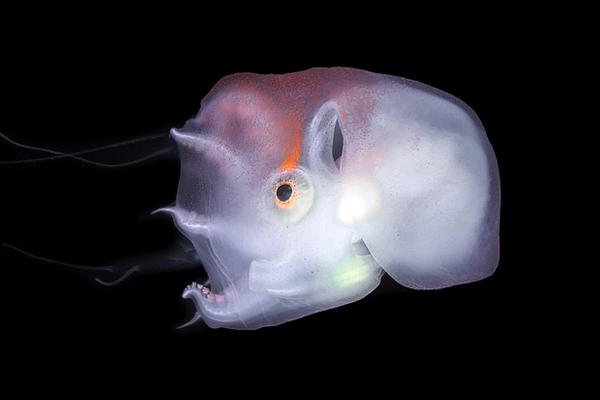 高冷會長淪陷日常txt最新章節