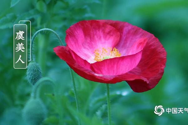 蘆葦蕩里的母愛小說免費閱讀