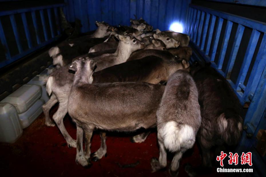 知我意者by鳳梨全文閱讀