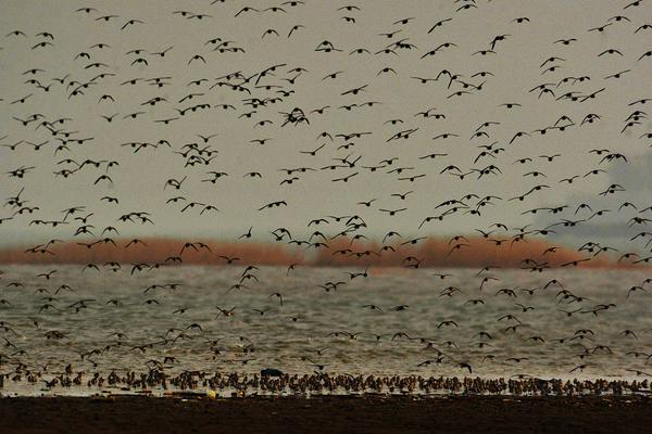 白衣承蘭小說TXT下載