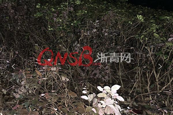 直不起腰pop阿肥鷓鴣