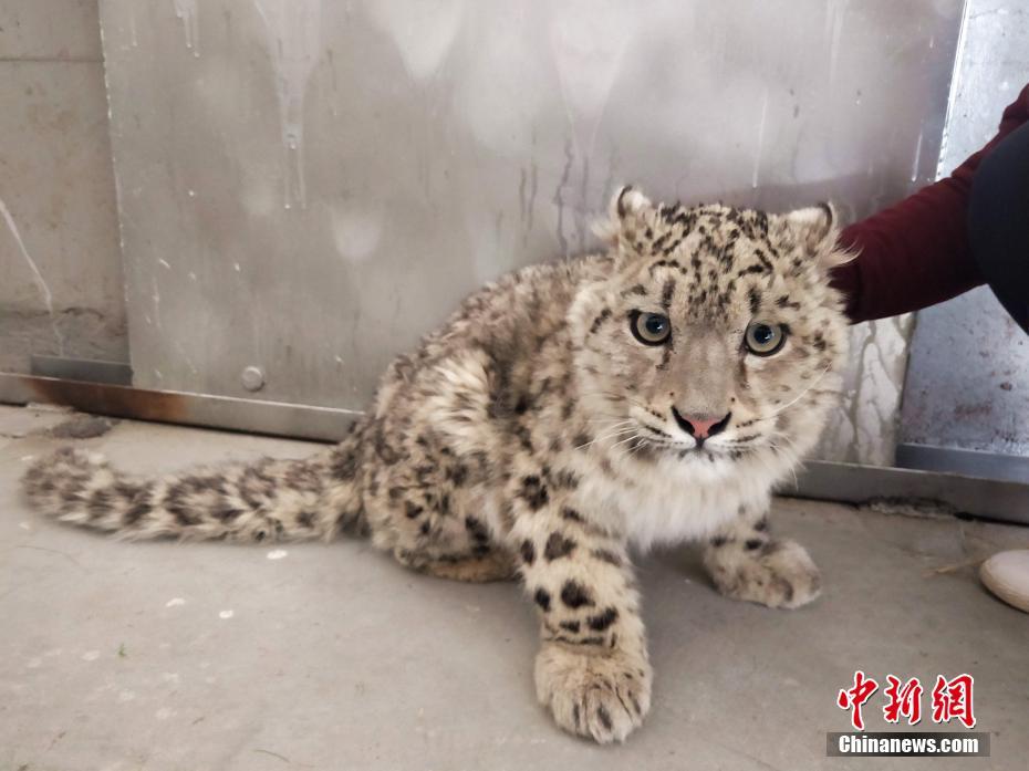 但為君故txt寒衣簡(jiǎn)介