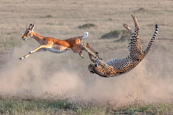 總裁的小狼狗gl