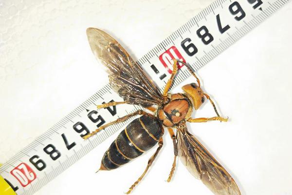 《Overflow》動浸全集血緣關系