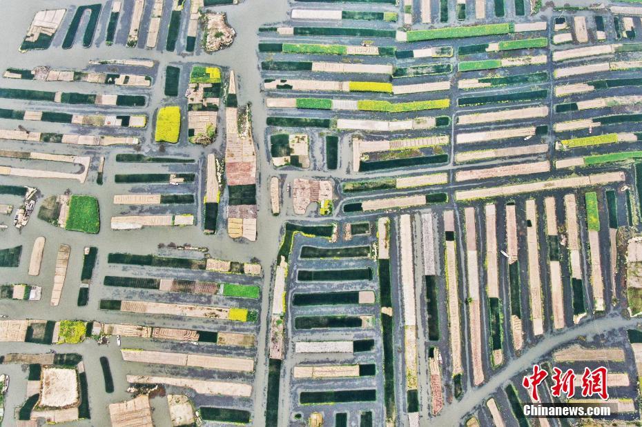 藏嬌(古言1v1)作者:懶散蒲公英