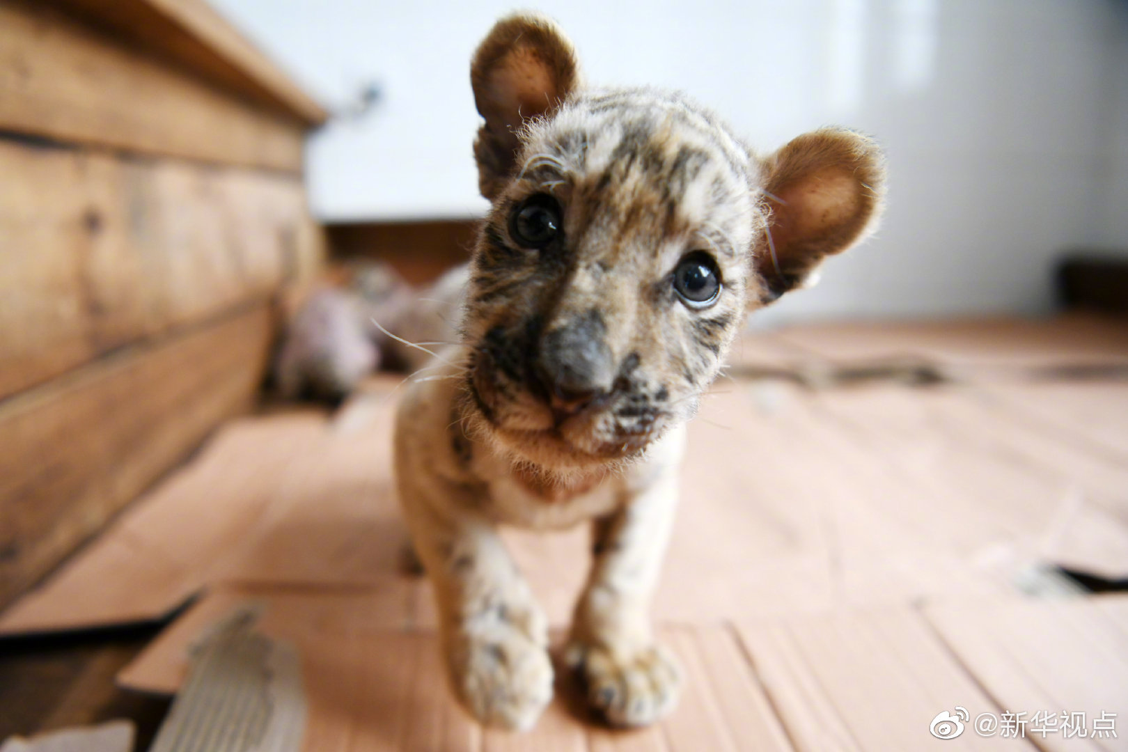 by阿司匹林原著