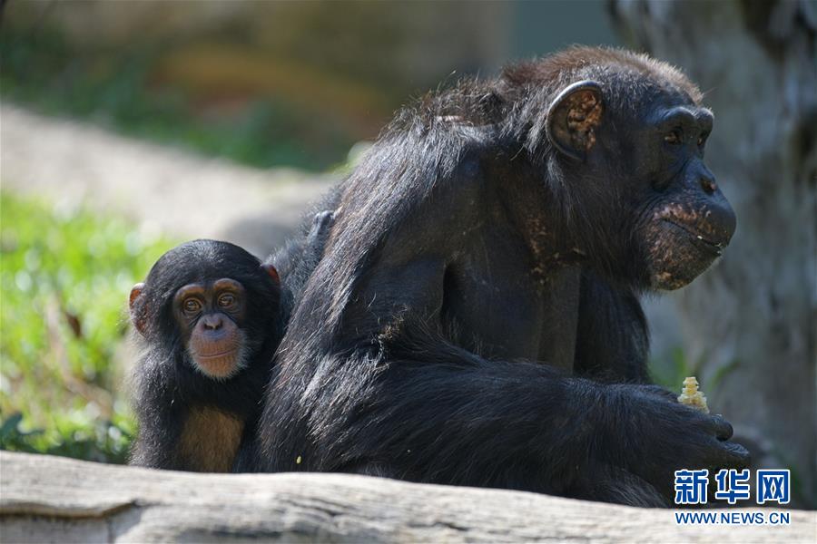 霸道總裁寵妻小說