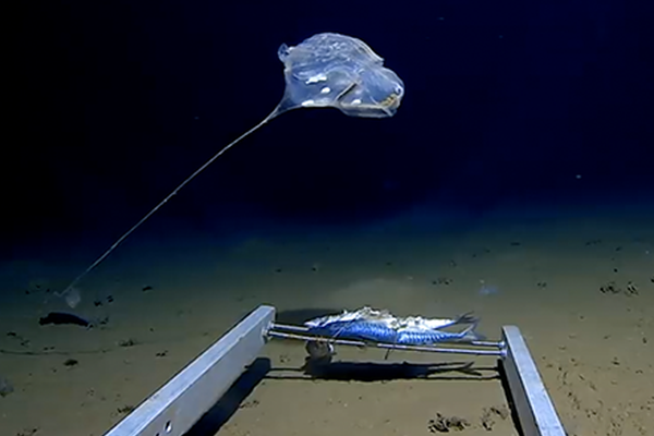 《姜可》小說txt免費(fèi)閱讀海棠